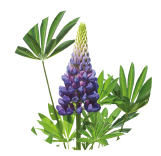 Narrow-leaved lupine