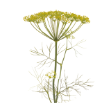 Dill