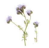 Lacy Phacelia