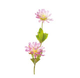 Persian clover