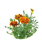 Tagetes