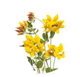 Common bird's-foot trefoil