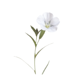 Common flax (white flowers)