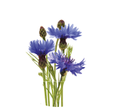 Cornflower