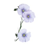 Common flax (blue flowers)